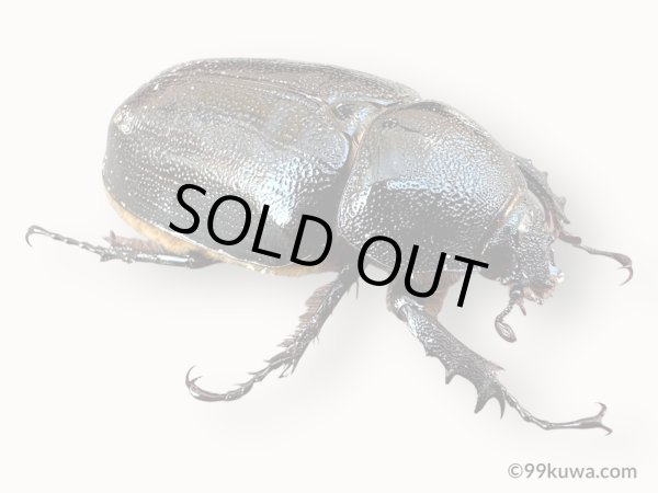 画像4: ゴロファグロブリコルニス45mmペア  (4)