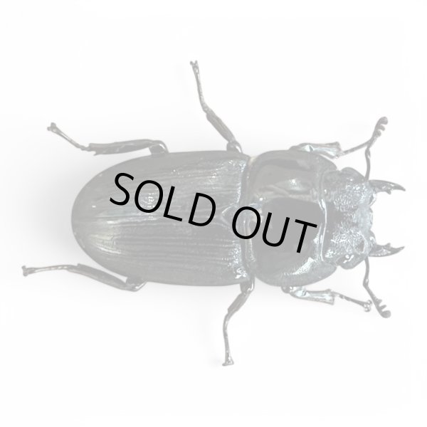 画像3: ババクルビデンスオオクワガタ成虫ペア (3)