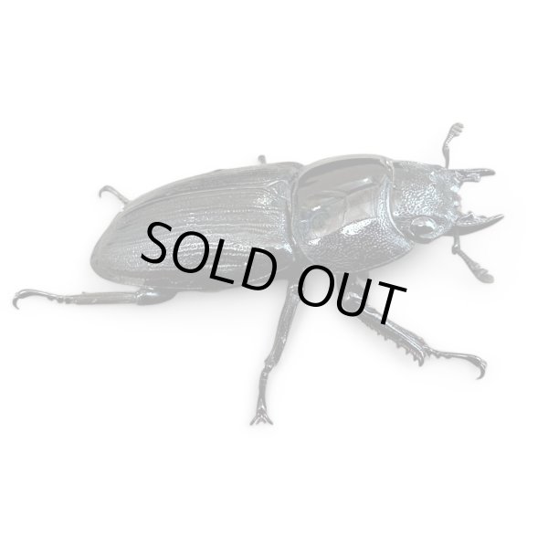 画像4: ババクルビデンスオオクワガタ成虫ペア (4)