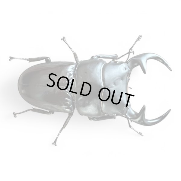 画像2: ババクルビデンスオオクワガタ成虫ペア (2)