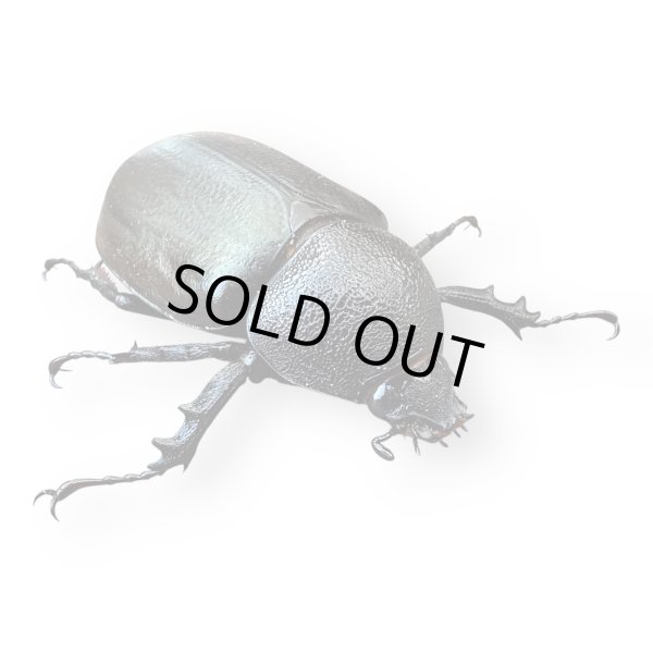 画像4: エンガノオオカブト49mmペア レア種（送料無料） (4)