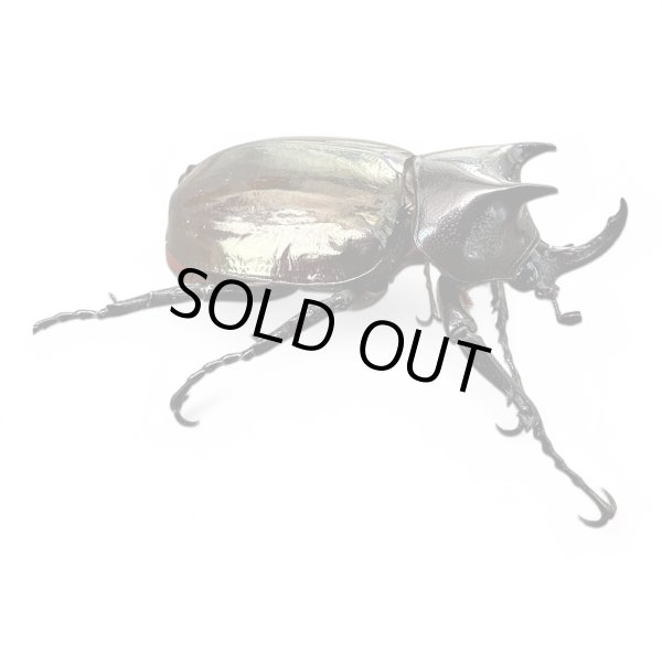 画像3: エンガノオオカブト49mmペア レア種（送料無料） (3)