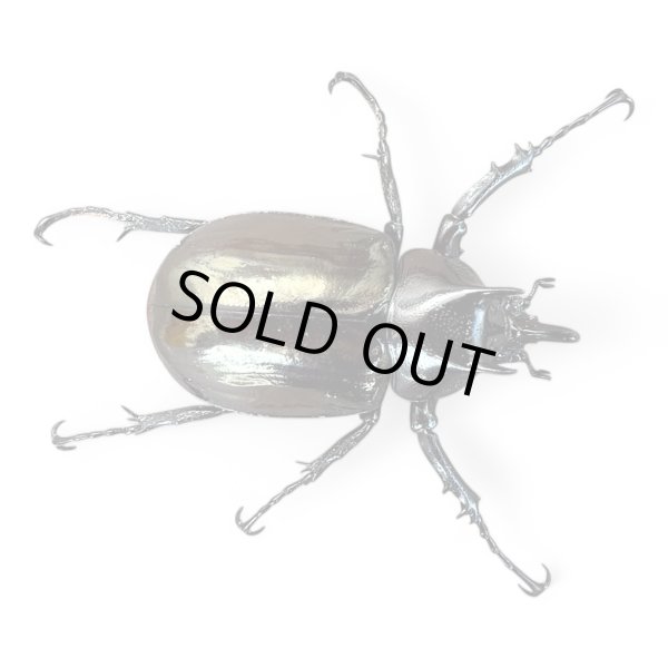 エンガノオオカブト49mmペア レア種 販売 九十九里クワガタファーム