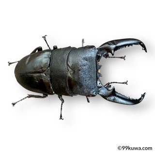 オオクワガタ、カブトムシ、飼育用品販売の専門店【九十九里
