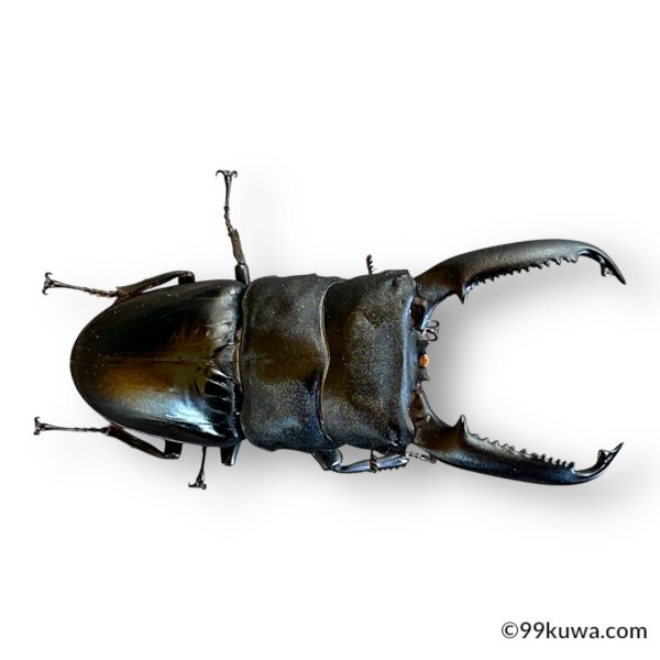 画像2: パラワンオオヒラタ成虫ペア（同梱不可） (2)