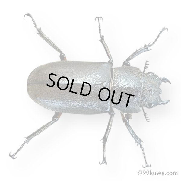 画像2: インペラトールホソアカクワガタペア (2)