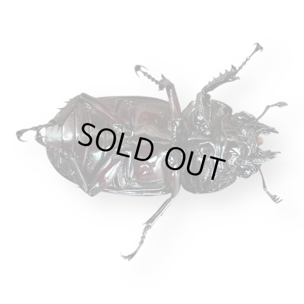 画像5: レギウスオオツヤクワガタペア（紅帝改アウト）(2) (5)