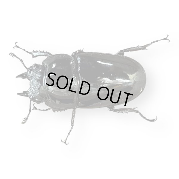 画像4: レギウスオオツヤクワガタペア（紅帝改アウト）(2) (4)