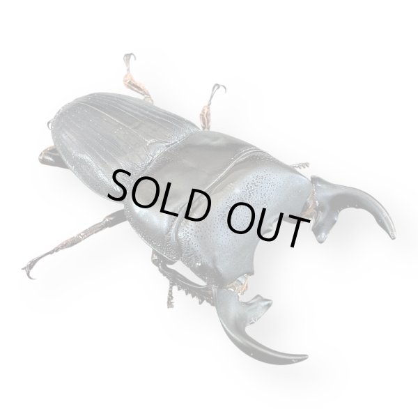 画像2: プンクティペンニスネブトクワガタペア (2)