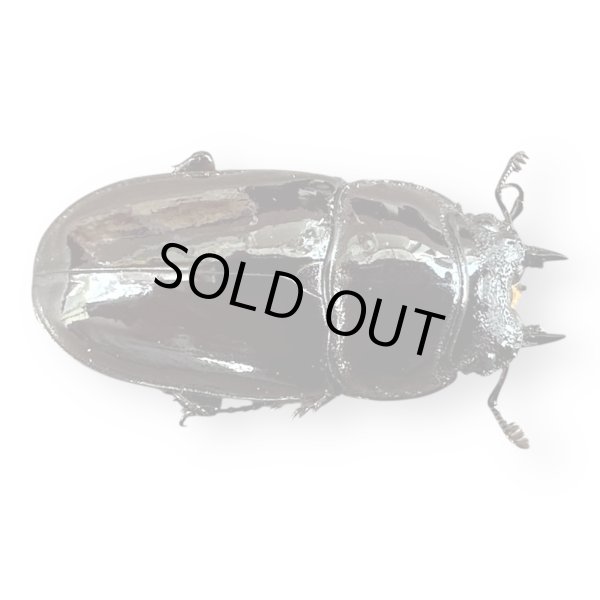 画像4: レギウスオオツヤクワガタペア（紅帝改アウト）(1) (4)