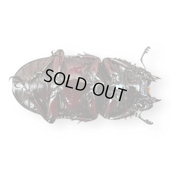 画像5: レギウスオオツヤクワガタペア（紅帝改アウト）(1) (5)