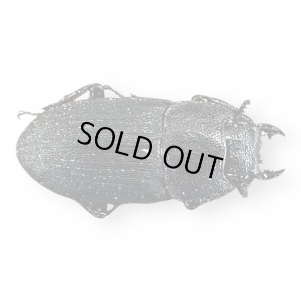 画像3: プンクティペンニスネブトクワガタペア (3)