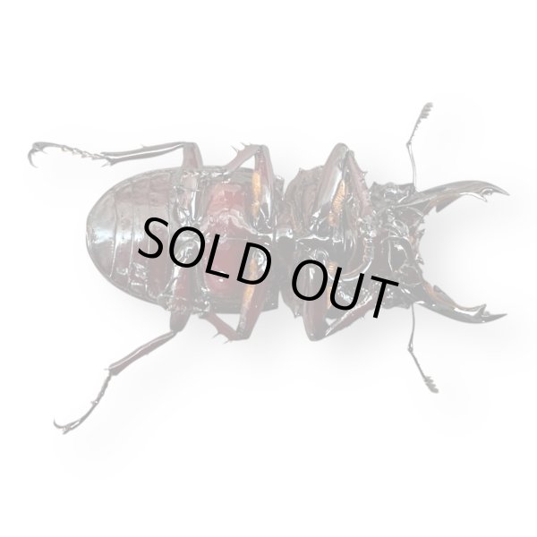 画像3: レギウスオオツヤクワガタペア（紅帝改アウト）(1) (3)