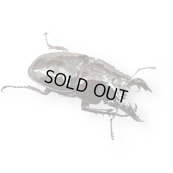 画像2: レギウスオオツヤクワガタペア（紅帝改アウト）(1) (2)