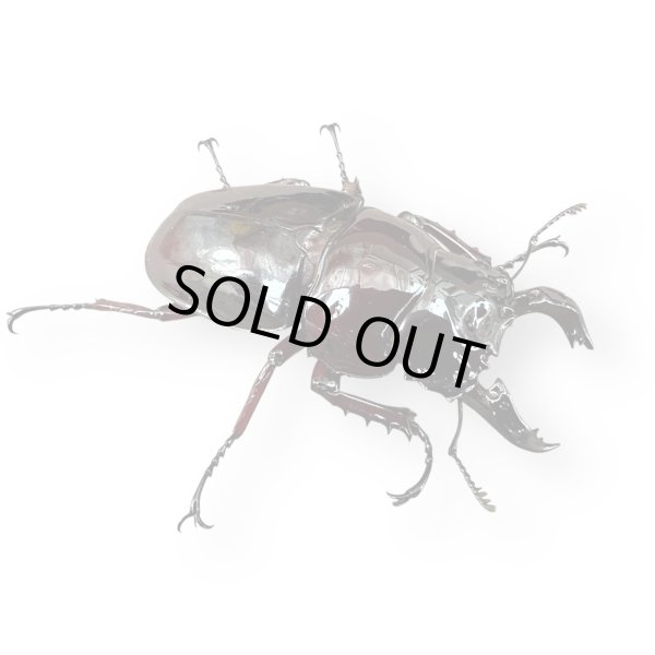 画像2: レギウスオオツヤクワガタペア（紅帝改アウト）(2) (2)