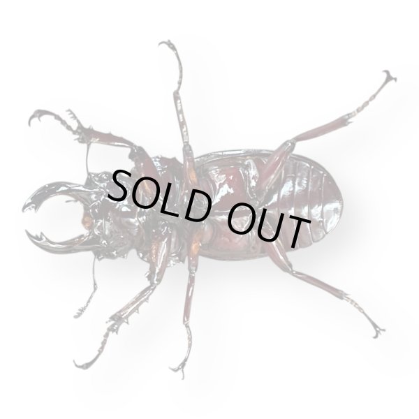 画像3: レギウスオオツヤクワガタペア（紅帝改アウト）(2) (3)