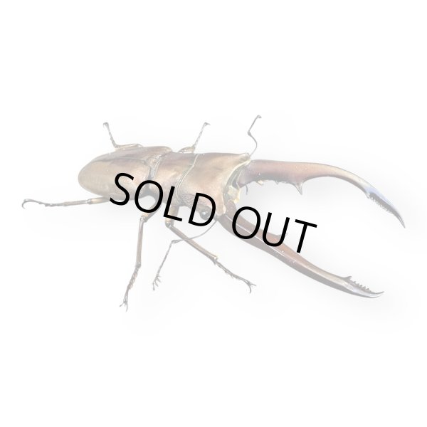 画像2: メタリフェルホソアカ（アエノミカンス）ペア (2)