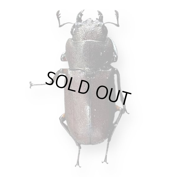 画像3: メタリフェルホソアカ（アエノミカンス）ペア (3)