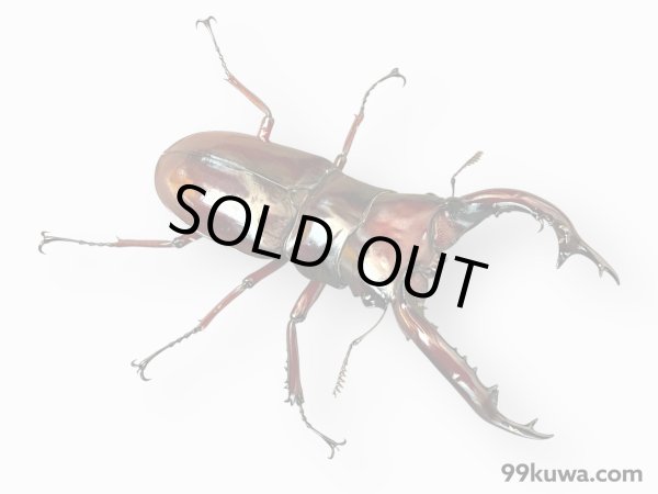 画像1: フォルスターニシ成虫ペア (1)