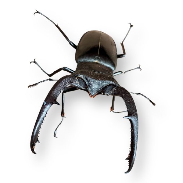 画像3: マンディブラリスフタマタペア（送料無料） (3)