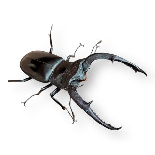 昆虫ブリードセット一式 dream insect