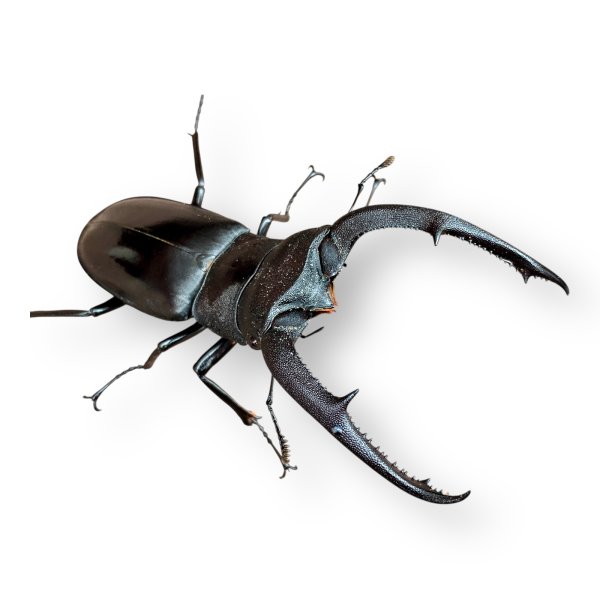 画像1: マンディブラリスフタマタペア（送料無料） (1)