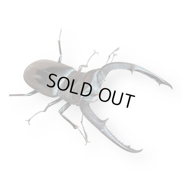 画像1: マンディブラリスフタマタペア（送料無料） (1)