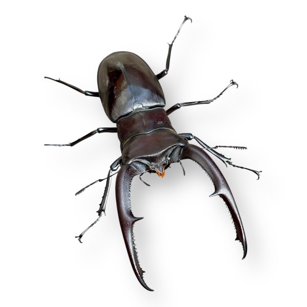 画像2: マンディブラリスフタマタペア（送料無料） (2)