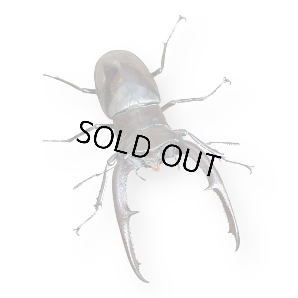 画像2: マンディブラリスフタマタペア（送料無料） (2)