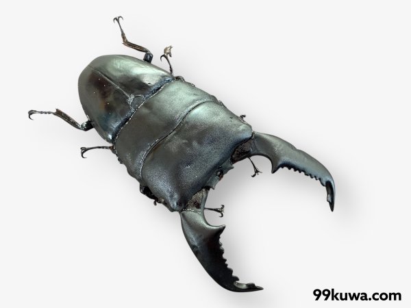 画像2: スマトラオオヒラタ101〜102mm成虫ペア（同梱不可）（1月14日、15日限定） (2)