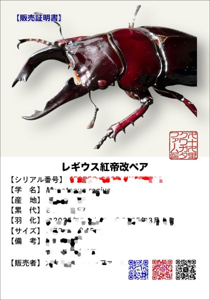 画像2: レギウス紅帝改成虫ペア（同梱不可）（1月14日、15日限定） (2)