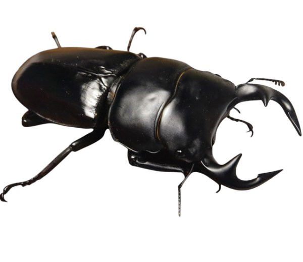 画像1: グランディスオオクワガタ82mm成虫ペア（同梱不可）（1月14日、15日限定） (1)