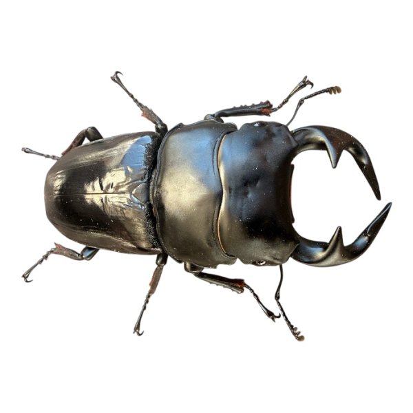 画像1: グランディスオオクワガタ86mm成虫トリオ（同梱不可） (1)