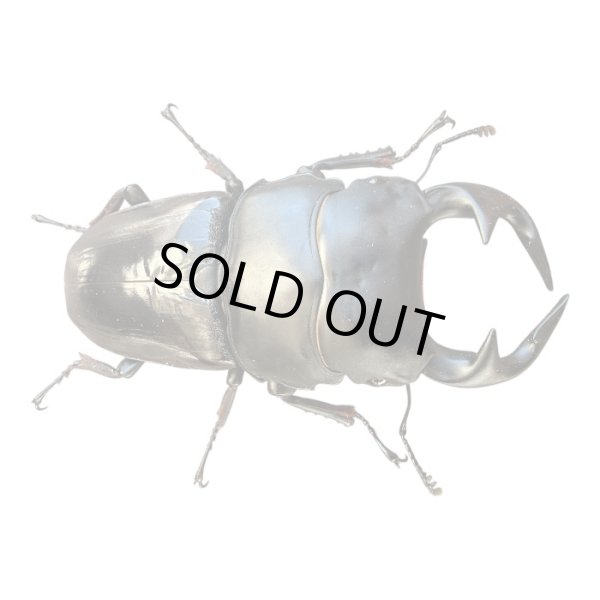 画像1: グランディスオオクワガタ86mm成虫トリオ（同梱不可） (1)