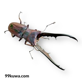 オオクワガタ、カブトムシ、飼育用品販売の専門店【九十九里クワガタ