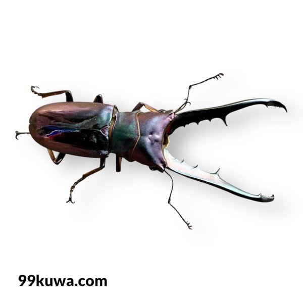 画像2: メタリフェルホソアカ76mm成虫ペア（ブルーパープル系） (2)