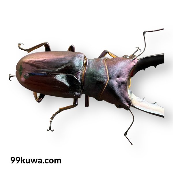 画像3: メタリフェルホソアカ76mm成虫ペア（ブルーパープル系） (3)