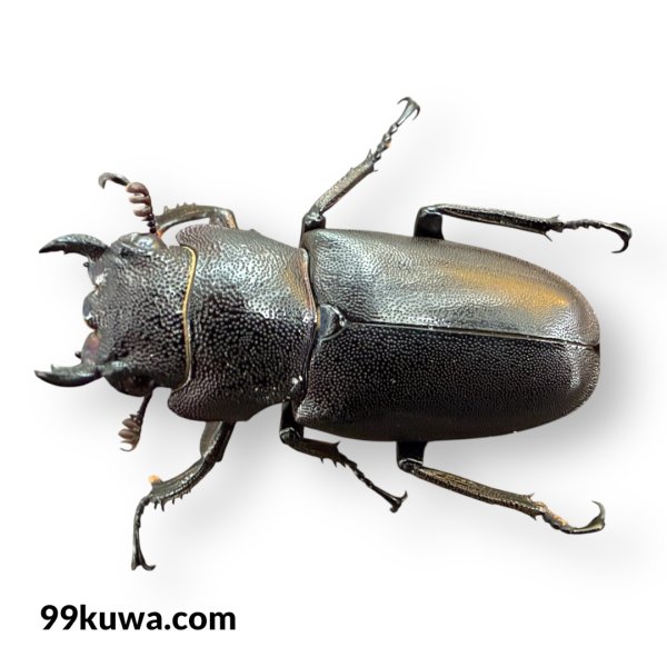 画像4: メタリフェルホソアカ76mm成虫ペア（ブルーパープル系） (4)