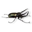 画像3: コーカサスオオカブト成虫ペア（送料無料） (3)