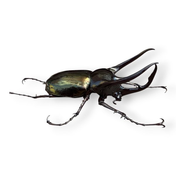 画像3: コーカサスオオカブト成虫ペア（送料無料） (3)