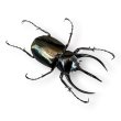 画像2: コーカサスオオカブト成虫ペア（送料無料） (2)