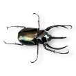 画像1: コーカサスオオカブト成虫ペア（送料無料） (1)