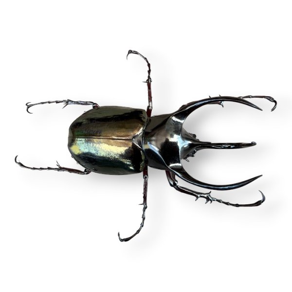 画像1: コーカサスオオカブト成虫ペア（送料無料） (1)