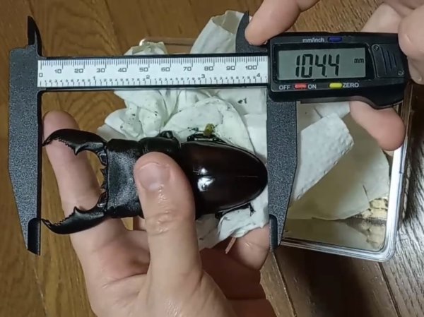 画像3: 99クワガタ幼虫マット40L（根食い系クワガタ幼虫）（単品配送のため同梱不可） (3)
