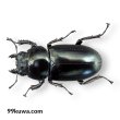 画像3: アンタエウスオオクワガタ♂72mmペア（タワン） (3)