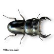 画像1: アンタエウスオオクワガタ♂72mmペア（タワン） (1)