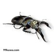 画像3: レギウスオオツヤクワガタ♂77ミリペア（GSM血統） (3)