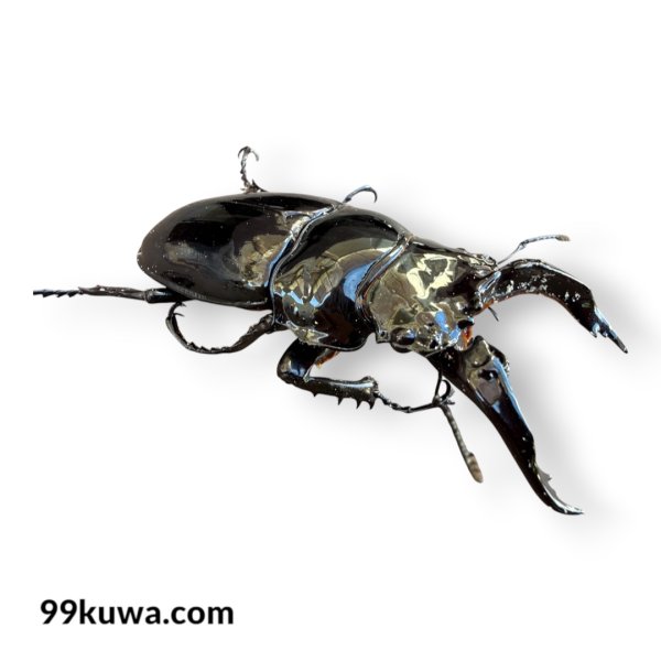 画像3: レギウスオオツヤクワガタ♂77ミリペア（GSM血統） (3)