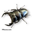 画像2: アンタエウスオオクワガタ♂72mmペア（タワン） (2)