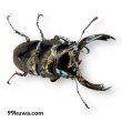 画像2: レギウスオオツヤクワガタ♂77ミリペア（GSM血統） (2)